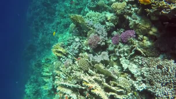 Muchos Peces Nadan Entre Corales Mar Rojo Egipto — Vídeo de stock