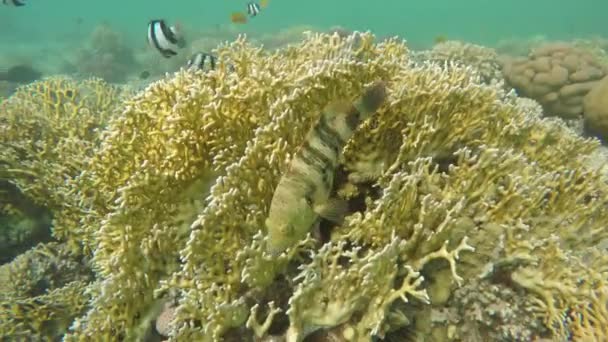 Broomtail Wrasse Cheilinus Lunulatus Στην Ερυθρά Θάλασσα Αίγυπτος — Αρχείο Βίντεο