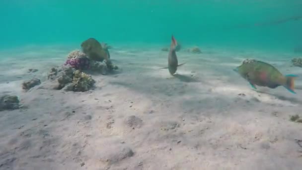 Kızıl Deniz Mısır Birkaç Papağan Balığı — Stok video