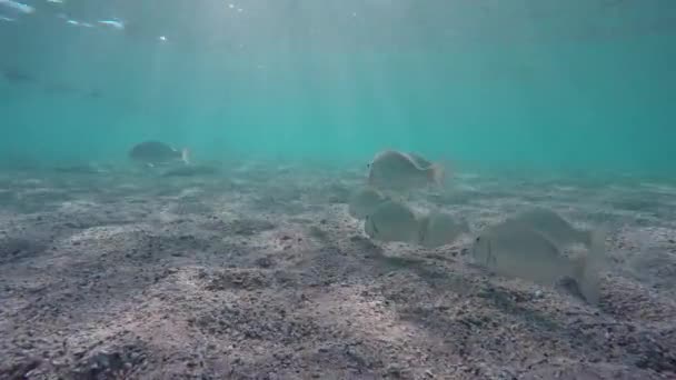 Kızıl Deniz Snapper Okulu Lethrinidae Mısır — Stok video