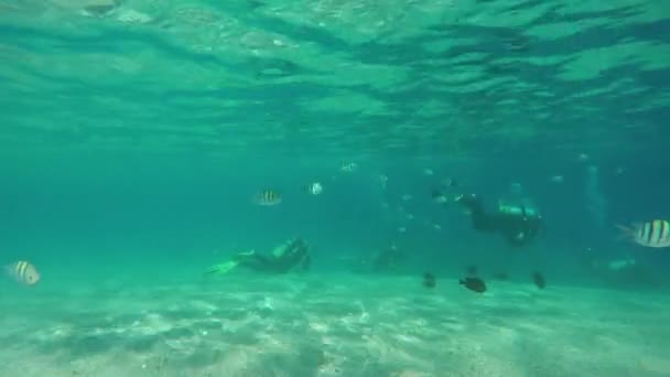 Δύτες Κολυμπούν Κάτω Από Νερό Μεταξύ Των Ψαριών Στην Ερυθρά — Αρχείο Βίντεο