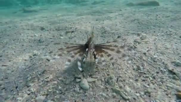 Lionfish Zebrafish Водой Красном Море Египет — стоковое видео