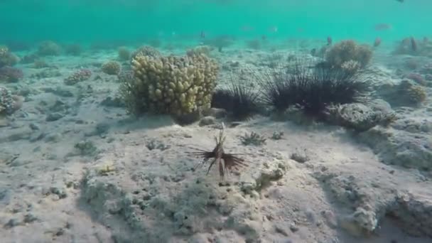 埃及红海海底的狮子鱼 斑马鱼和海胆 — 图库视频影像