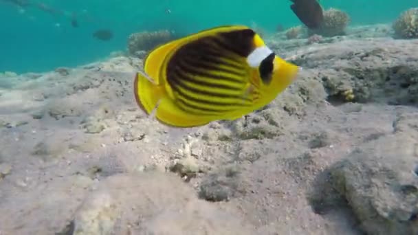 Raccoon Butterflyfish Close Red Sea Egypt — стоковое видео