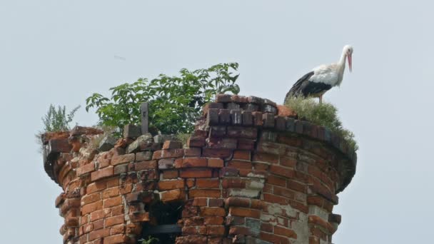 Οικογένεια Stork Στη Φωλιά Εγκαταλελειμμένο Πύργο Από Τούβλα — Αρχείο Βίντεο