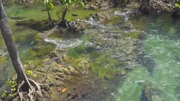 Tha Pom Foresta Mangrovie Foresta Paludosa Con Radici Torrente Krabi — Video Stock