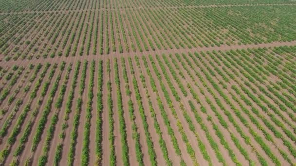 Vue Aérienne Sur Vastes Vignobles — Video