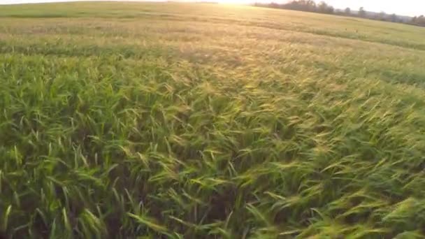 Vliegen Rijpe Tarwevelden Bij Zonsondergang — Stockvideo