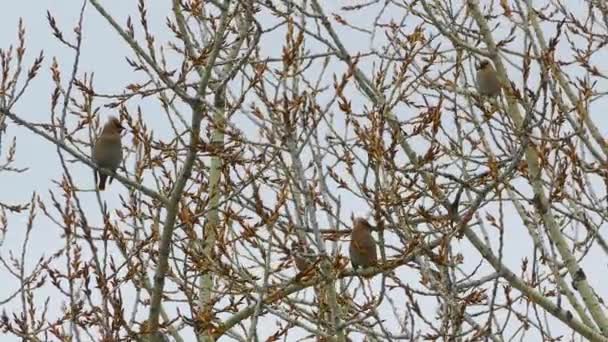 Waxwings Κάθεται Στα Κλαδιά Των Δέντρων Την Άνοιξη — Αρχείο Βίντεο