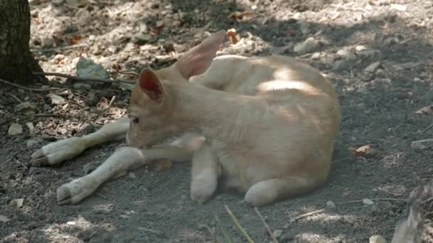 Cerf Bébé Gros Plan — Video