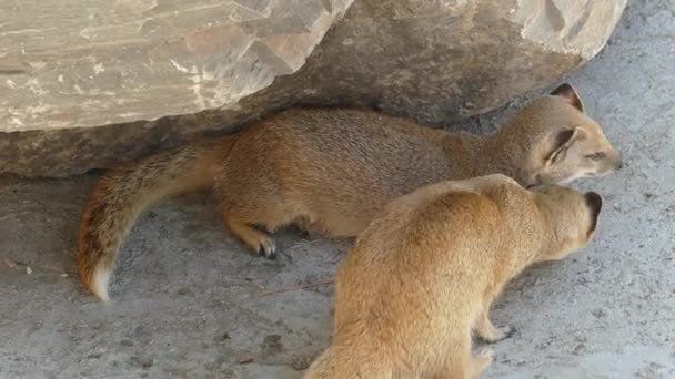 Κίτρινο Mongoose Cynictis Penicillata — Αρχείο Βίντεο