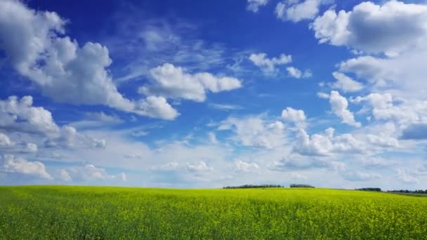 Prachtig Bloeiend Koolzaadveld Onder Blauwe Hemel Inzoomen Timelapse — Stockvideo