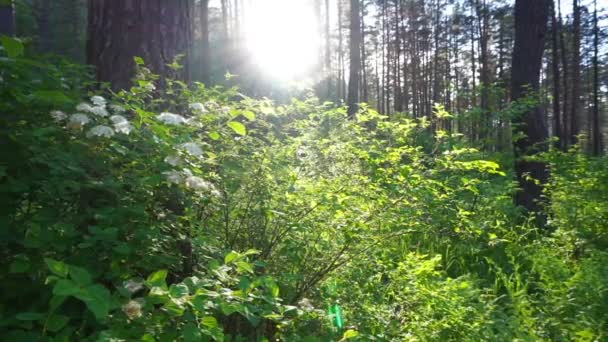Paysage Dans Forêt Pins Coucher Soleil — Video