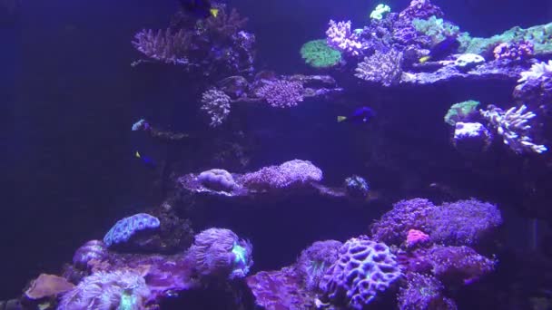 Pesci Tropicali Coralli Subacquei — Video Stock