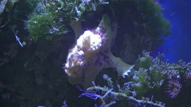 Pesce Rana Dipinto Rundflecken Anglerfisch Antennarius Pictus — Video Stock