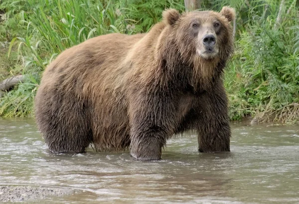 Grote bruine beer in de rivier — Stockfoto