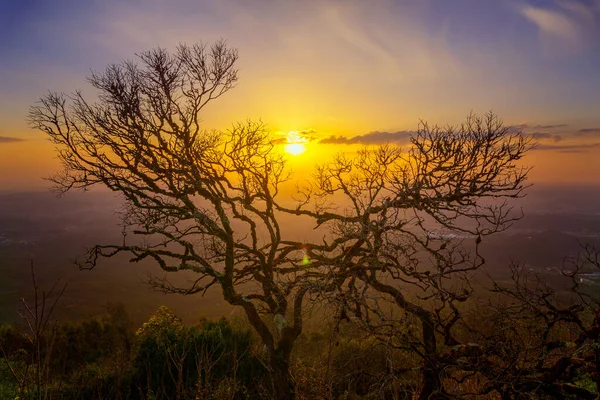 Ramos nus de árvore velha e pôr do sol — Fotografia de Stock