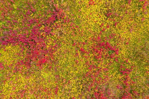 Draufsicht auf rotem und gelbem Grashintergrund — Stockfoto