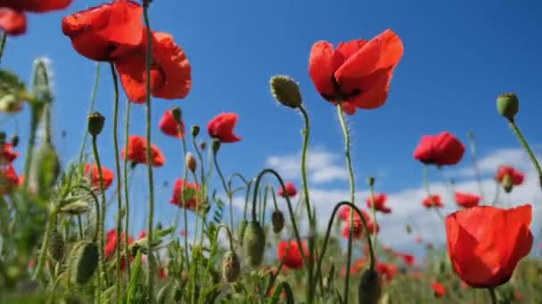Red Poppies Blue Sky Summer Poppy Field — Stock Video