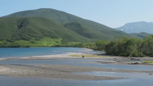 Orsi Che Camminano Sulla Riva Del Lago Kurile Kamchatka Russia — Video Stock