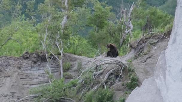 Bruine Beer Zittend Een Heuvel Het Bos — Stockvideo