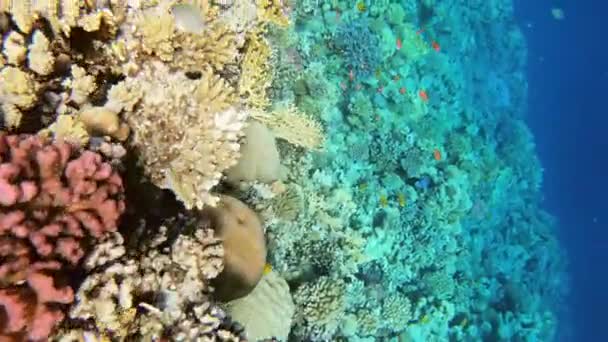 许多鱼在埃及红海的珊瑚中游泳 — 图库视频影像