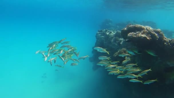 Korallrev Med Stim Getfiskar Vatten Röda Havet — Stockvideo