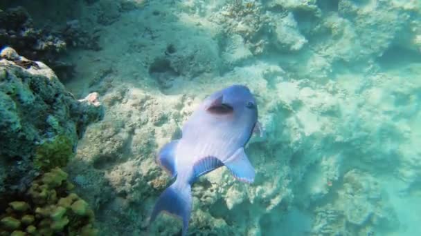 Triggerfish Bleu Sur Récif Corallien Mer Rouge Egypte Pseudobalistes Fuscus — Video