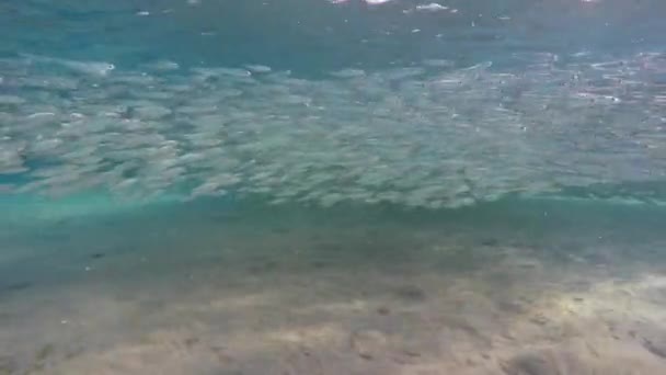 Большие Стаи Мелких Рыбок Море Водой — стоковое видео