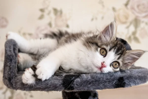 Siberische Langharige Kitten Ligt Bed Kijkt Naar Camera — Stockfoto
