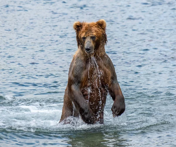 Urso Castanho Caça Salmão Água Kamchatka Rússia — Fotografia de Stock
