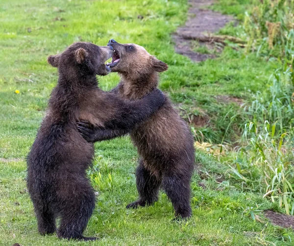 Dos Cachorros Oso Pardo Jugando Naturaleza Kamchatka Rusia —  Fotos de Stock