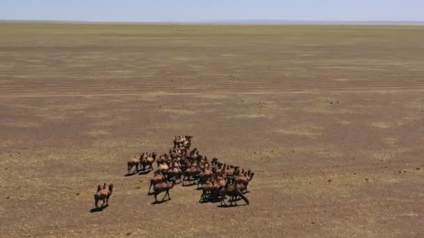 Flyg Runt Utsikt Över Bactrian Kameler Grupp Stäppen Mongoliet — Stockvideo
