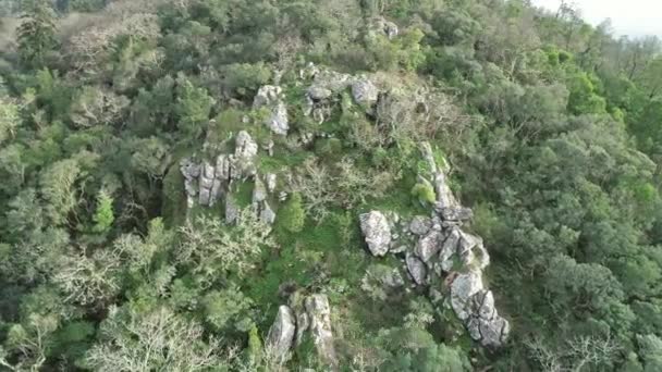 Luftaufnahme Des Waldes Von Bussaco Coimbra Portugal — Stockvideo