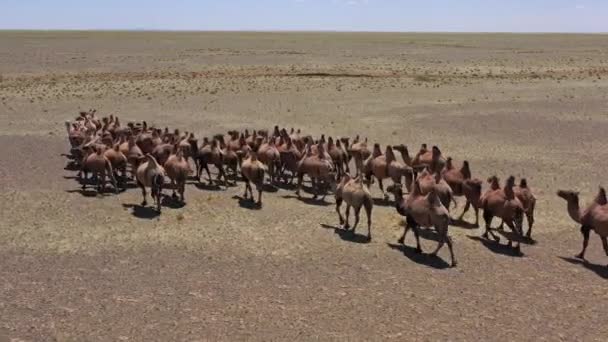 Luchtfoto Van Bactrian Kamelen Groep Steppe Mongolië — Stockvideo