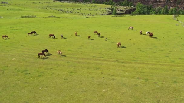 Vue Aérienne Autour Pâturage Des Chevaux Sur Les Alpages Mongolie — Video