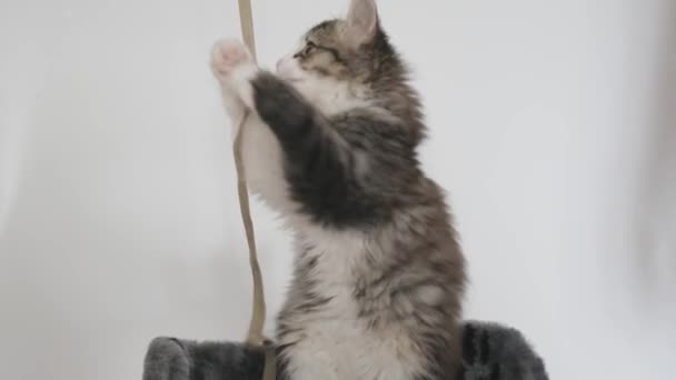 Vicces Szibériai Hosszú Hajú Cica Játszik Torony Macskák Fehér Háttér — Stock videók