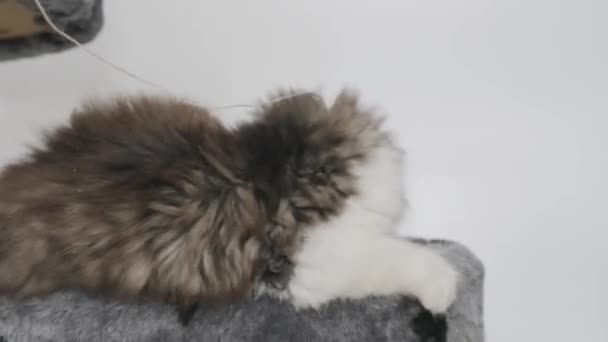 Кошеня Довгим Сибірським Довгим Волоссям Бавиться Башті Котів Білого Фону — стокове відео