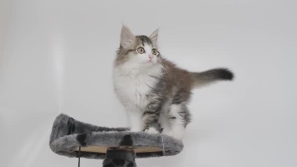 Funny Siberian Longhaired Kitten Playing Tower Cats White Background — Stock Video