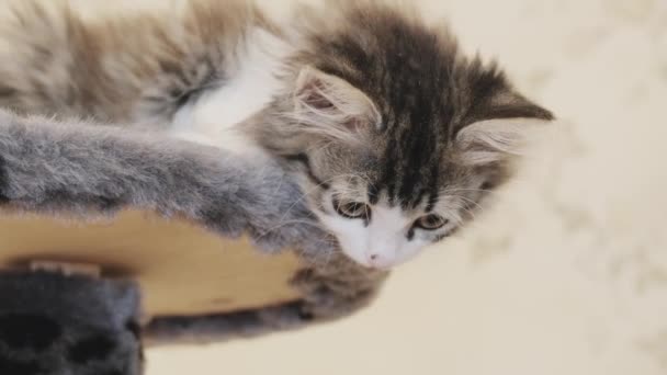 かなりシベリアの長い髪の子猫はベッドの上に横たわっていると見て — ストック動画