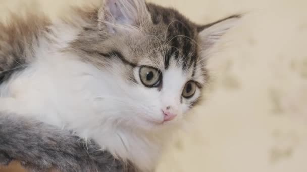 Mooie Siberische Langharige Kitten Ligt Bed Zoek — Stockvideo