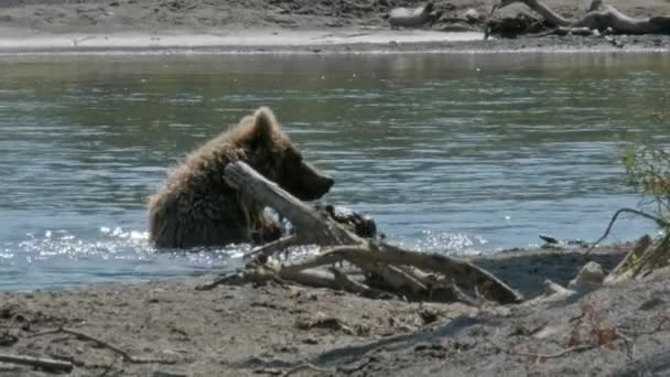 Brauner Junger Bär Spielt Wasser — Stockvideo