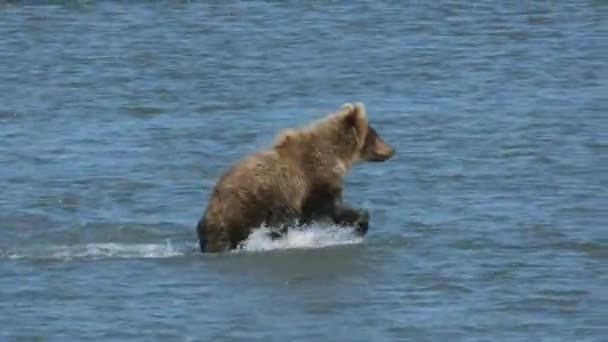 Braunbär Jagt Lachse Springt Ins Wasser Kamtschatka Russland — Stockvideo