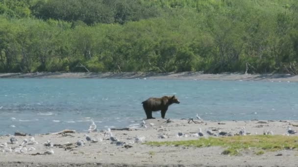 Бурый Медведь Берегу Озера Камчатский Полуостров Россия — стоковое видео