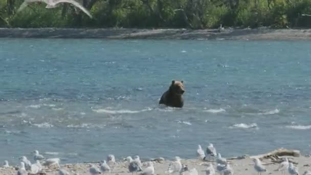 Braunbär Jagt Lachse Springt Ins Wasser Kamtschatka Russland — Stockvideo