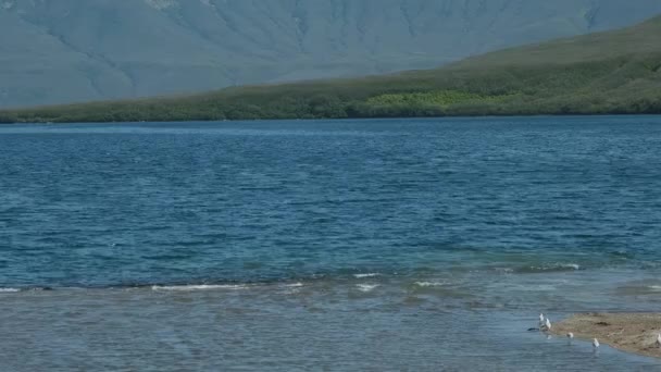 Brown Joven Oso Jugando Agua — Vídeos de Stock