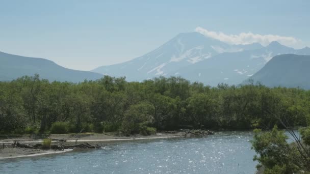 Brown Giovane Orso Che Gioca Acqua — Video Stock