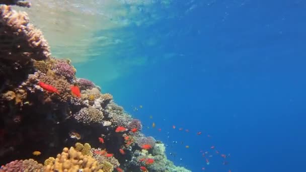 Muitos Peixes Nadam Entre Corais Mar Vermelho Egito — Vídeo de Stock