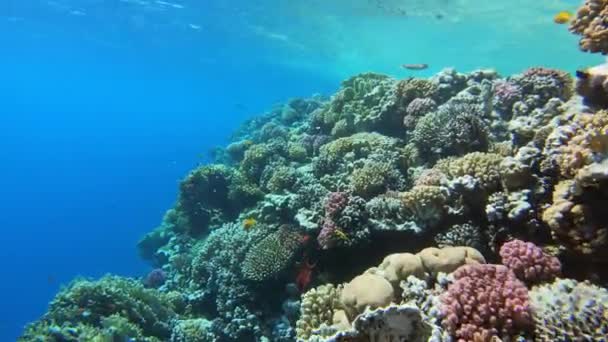 Muitos Peixes Nadam Entre Corais Mar Vermelho Egito — Vídeo de Stock