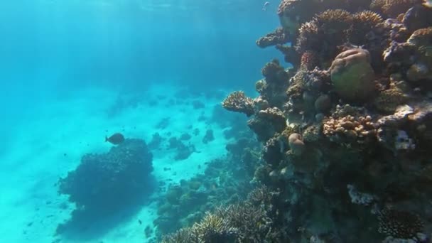 Mnoho Ryb Plavat Mezi Korály Rudém Moři Egypt — Stock video